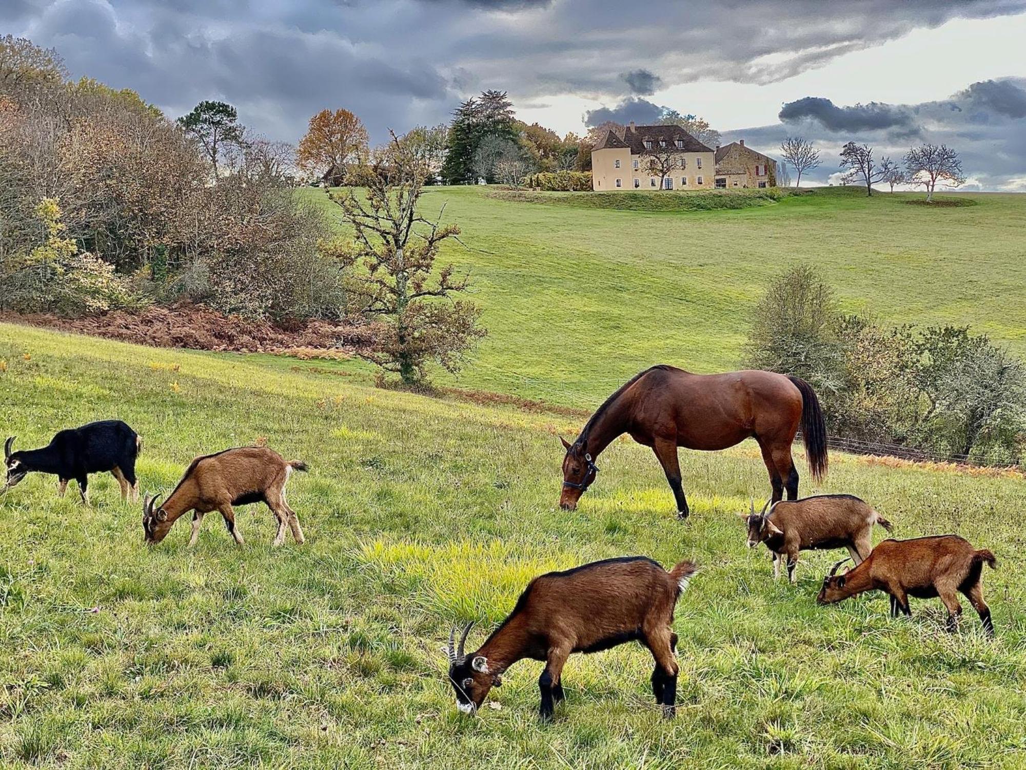 Domaine De Cazal - Gite 2 Pers Avec Piscine Au Coeur De 26 Hectares De Nature Preservee Villa Saint-Cyprien  Kültér fotó